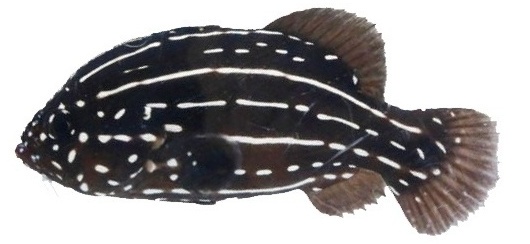 千支の魚「ヌノサラシ」