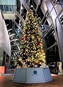 5メートルものクリスマスツリー